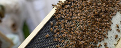 Bees in a beehive
