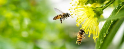 Two bees hovering by a flower