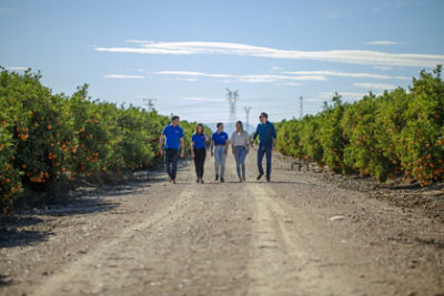 Five people walking on dirt road between orange grove rows