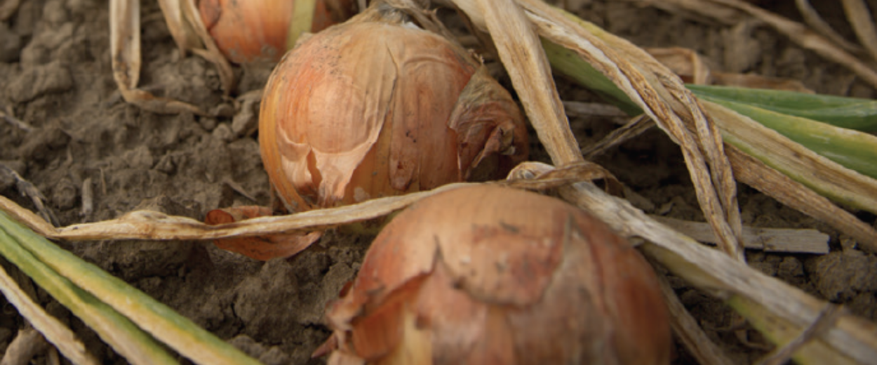Onions 