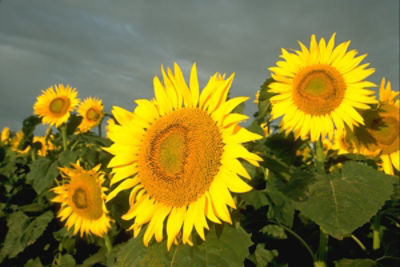 IMG-1928_005_Corteva_UA-V1_new_1