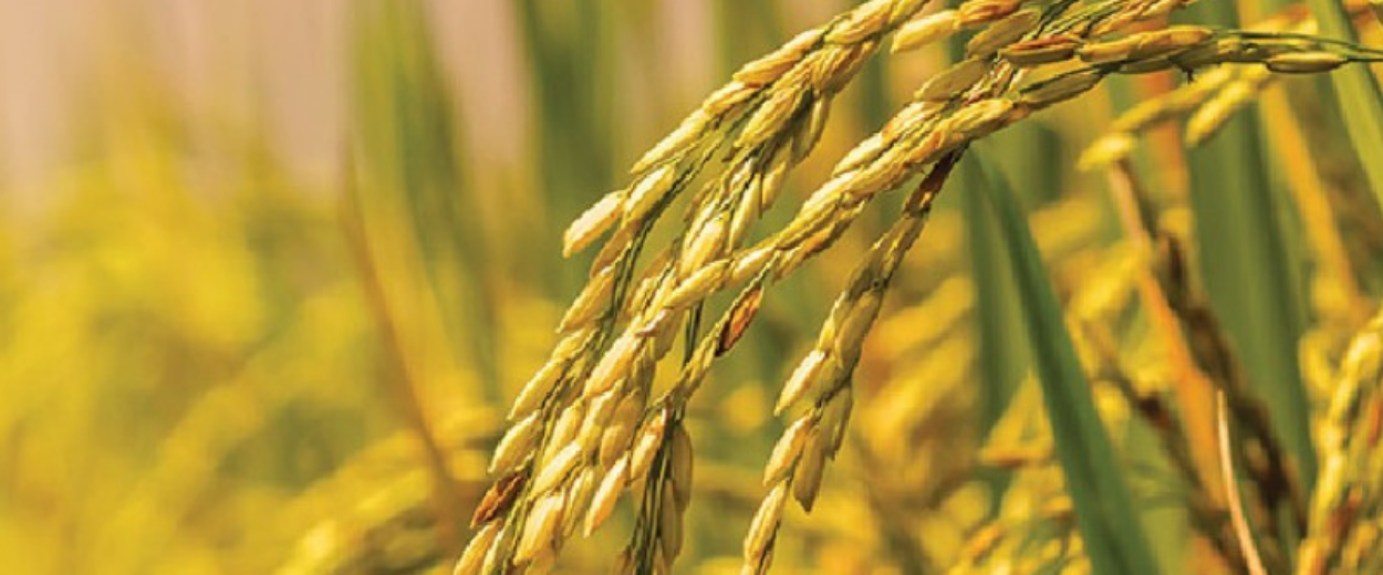 Rice plant to illustrate why Rinskor™ active is a good fit for rice.