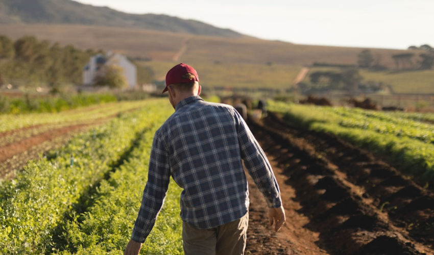 Man walking through a crop row