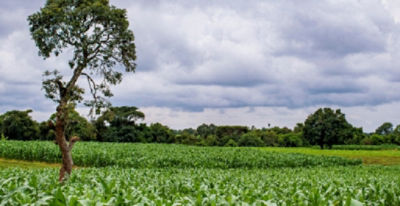 lone tree amid grassland