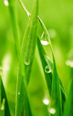 green grass with dew drops