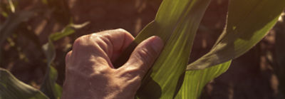 Mano Hoja Atardecer Maiz