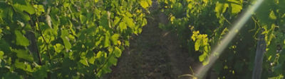 27 461 ha de vignes à arracher