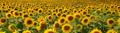 Girasoles