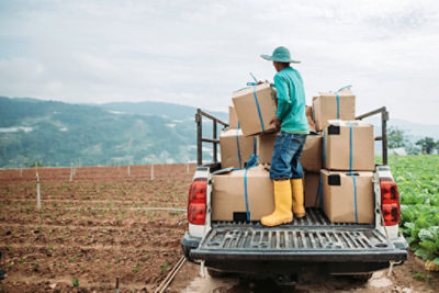 Farm worker standing on back of pickup truck among cardboard boxes