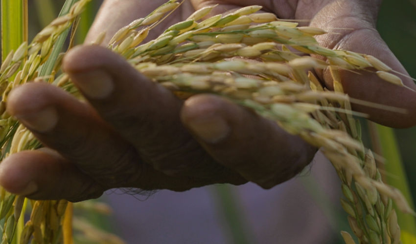 man's hand holding wheat stalks