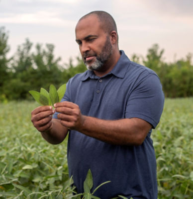 Man inspecting leaves