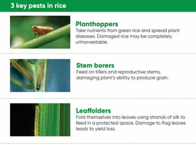 Three images of rice pests: Planthoppers, Stem borers, Leaffolders