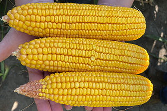 3 corn ears