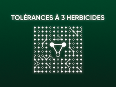 Tolérance élevée aux herbicides