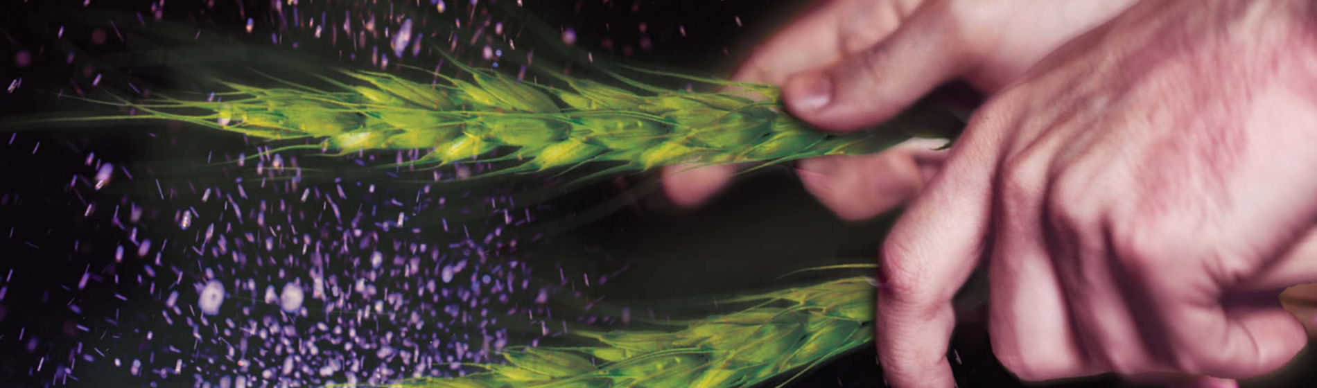 IMG-3000-x-3000_Verben-www-EU-BG-V1