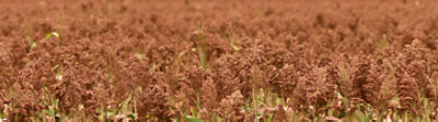Sorgo