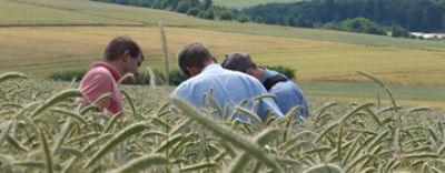 3 mænd studerer korn