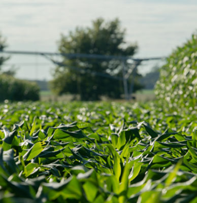 Maiz bajo con riego de fondo