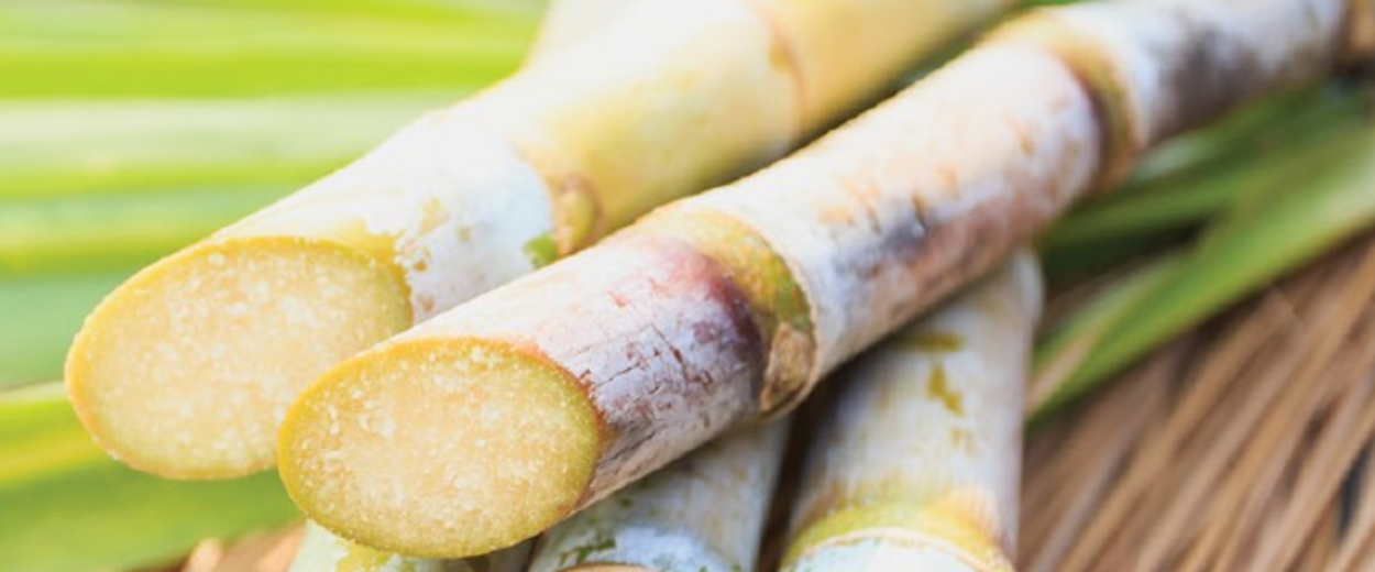 Sugarcane plant to illustrate why Rinskor™ active is a good fit for Sugarcane.