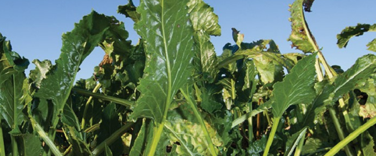 Sugarbeet plant to illustrate why Rinskor™ active is a good fit for Sugarbeets.