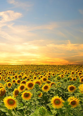 Girasol Atardecer Campo