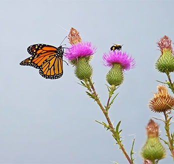 a monarch butterfly on a pink flower