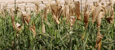 IMG-ABS_project_experiment_pollinations-5120x2250-globa