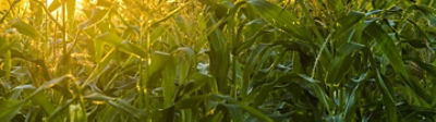 Corn field