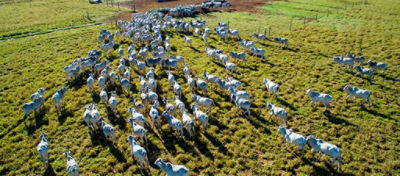 Como calcular o custo da arroba do boi gordo
