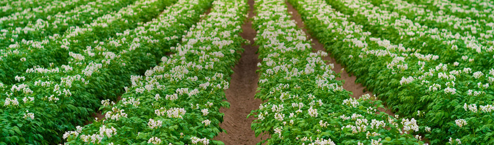 IMG-AF_DOW000221D_WebBanner-Desktop_1440x500-Corteva_LA_BR-V1