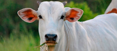 O que fazer com as vacas de descarte?