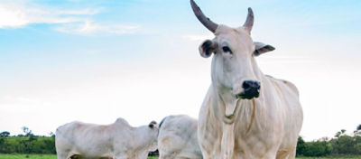 Pecuária de corte e leite em números: rentabilidades em 2018 e 2019