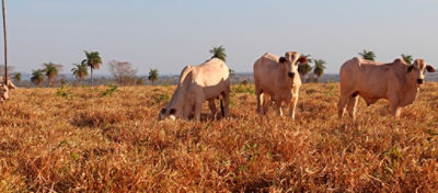 As estratégias para minimizar os efeitos da redução das chuvas sobre a produção pecuária devem ser planejadas com antecedência e baseadas em números e resultados.