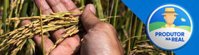 Imagem de mão segurando uma panícula de arroz saudavél, ao lado um selo com o desenho de um produtor nas cores predominantes azul e verde. Abaixo está escrito "Produtor na Real".