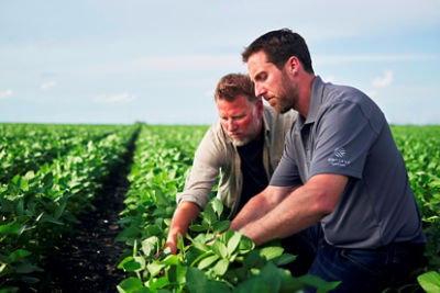 Two men examining crops in field