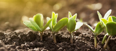 The first sprouts of a soybean plant stretch toward the sun in an agricultural field. 