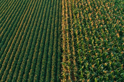 crop rows aerial view