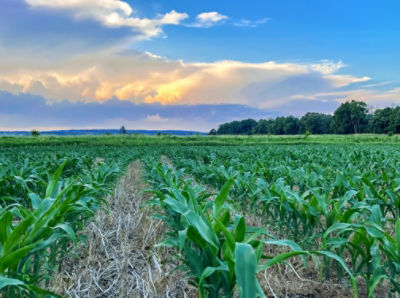 crop rows green rolling landscape
