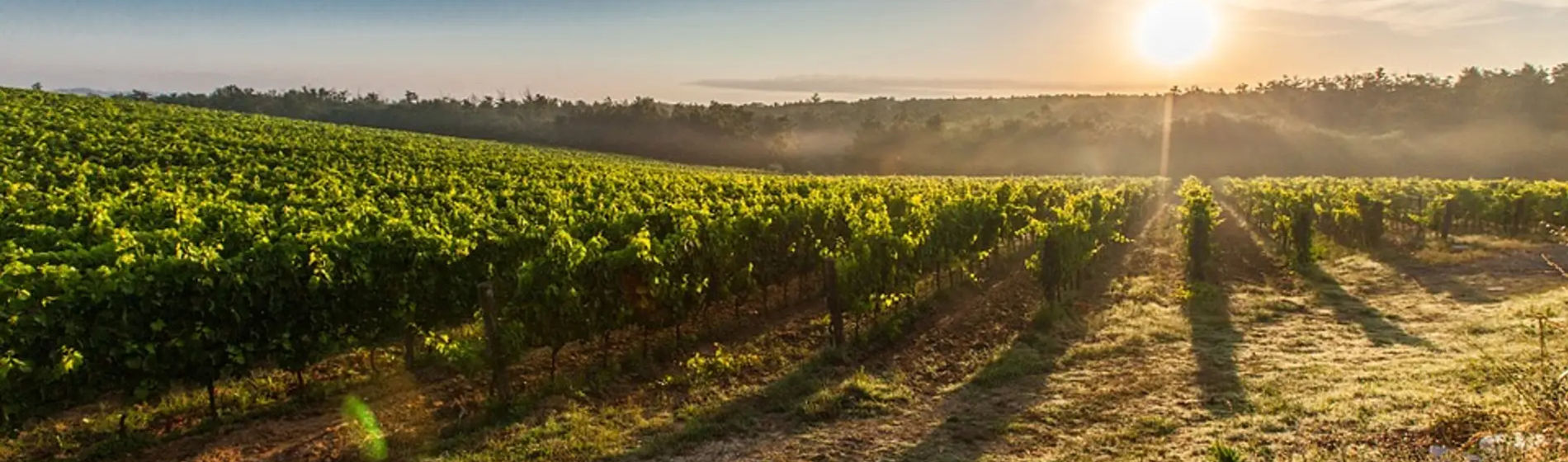 Agroganadería regenerativa