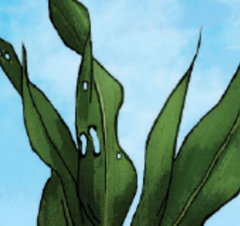 IMG-Agronomia-348-LA-CO-V1