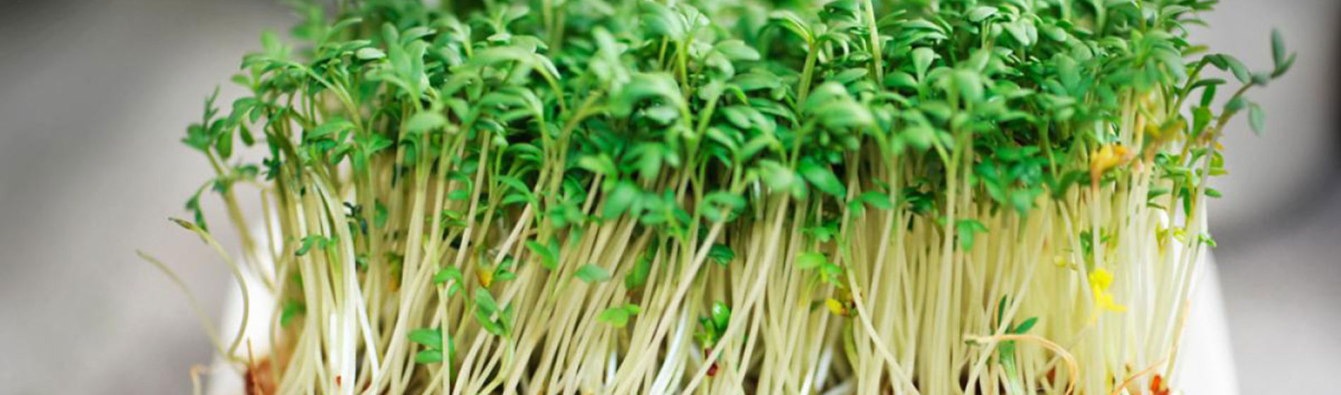 Alfalfa cultivada
