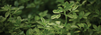 Imagen primer plano de alfalfa desktop