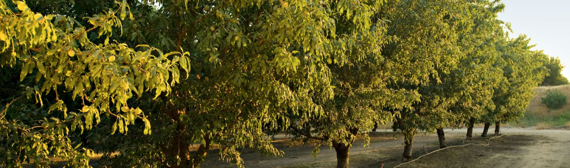 Cultivo de almendros