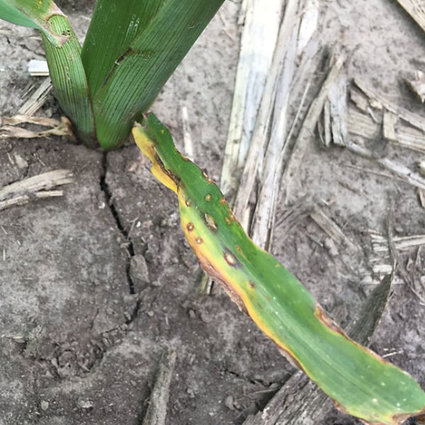 Anthracnose leaf blight on corn leaf