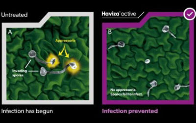IMG-Appresorium_diagram_GL_New