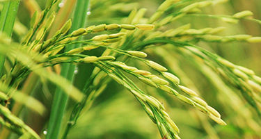 rice plant