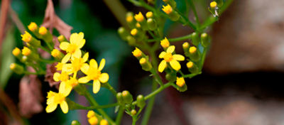 Plantas daninhas do pasto