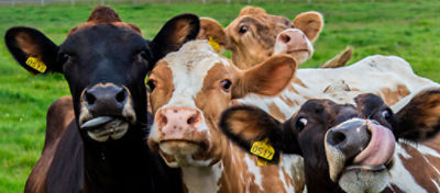 Sete curiosidades pouco conhecidas sobre as vacas