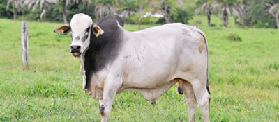 Boi pastando em um campo