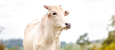 Boi de pelo branco em frente a um céu cinza